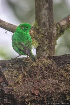 Glistening-green Tanager, Ecuador, Ecuador Bird Photography Tour, Ecuador Nature Photography Tour, Bird Photography Tour, Nature Photography Tour, Naturalist Journeys