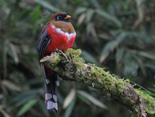 Masked Trogon, Ecuador, Ecuador Bird Photography Tour, Ecuador Nature Photography Tour, Bird Photography Tour, Nature Photography Tour, Naturalist Journeys