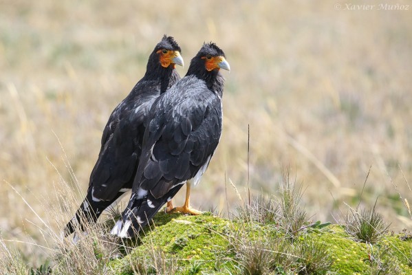 Carunculated Caracara, Ecuador, Ecuador Bird Photography Tour, Ecuador Nature Photography Tour, Bird Photography Tour, Nature Photography Tour, Naturalist Journeys