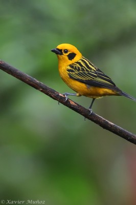 Golden Tanager, Ecuador, Ecuador Bird Photography Tour, Ecuador Nature Photography Tour, Bird Photography Tour, Nature Photography Tour, Naturalist Journeys