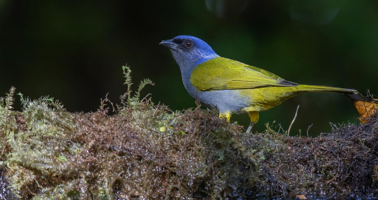 Blue-capped Tanager, Ecuador, Ecuador Bird Photography Tour, Ecuador Nature Photography Tour, Bird Photography Tour, Nature Photography Tour, Naturalist Journeys
