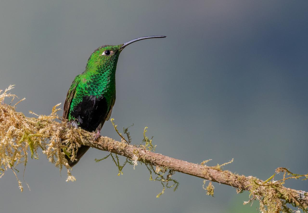 Mountain Velvetbreast, Ecuador, Ecuador Bird Photography Tour, Ecuador Nature Photography Tour, Bird Photography Tour, Nature Photography Tour, Naturalist Journeys