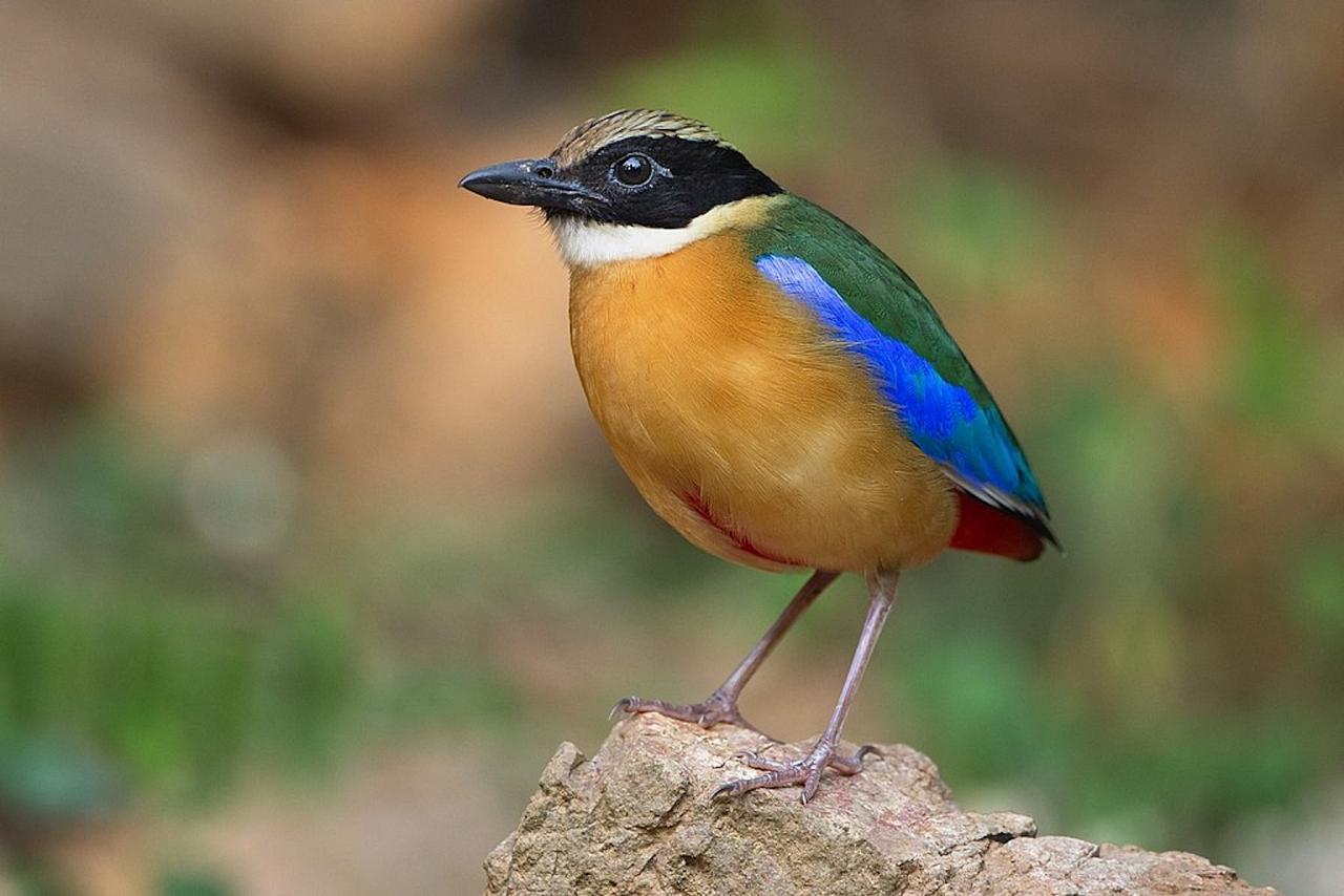 	Thailand Birding and Nature tour Naturalist Journeys, Doi Inthanon National Park, Blue-winged Pitta, JJ Harrison