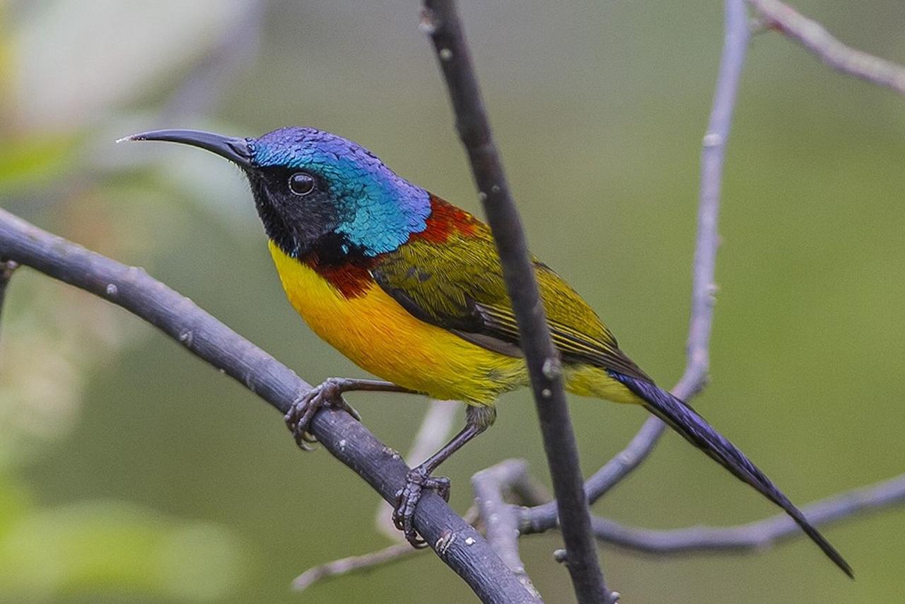 	Thailand Birding and Nature tour Naturalist Journeys, Doi Inthanon National Park, Green-tailed Sunbird, Dibyendu Ash