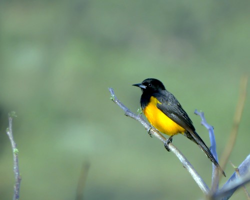 Black-vented Oriole, Mexico Birding & Nature, Pacific Mexico Tour, Naturalist Journeys Tour, Naturalist Journeys Birding & Nature Tour