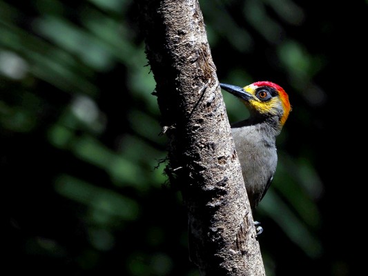 Golden-cheeked Woodpecker, Mexico Birding & Nature, Pacific Mexico Tour, Naturalist Journeys Tour, Naturalist Journeys Birding & Nature Tour