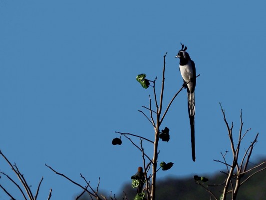 Black-throated Magpie, Mexico Birding & Nature, Pacific Mexico Tour, Naturalist Journeys Tour, Naturalist Journeys Birding & Nature Tour