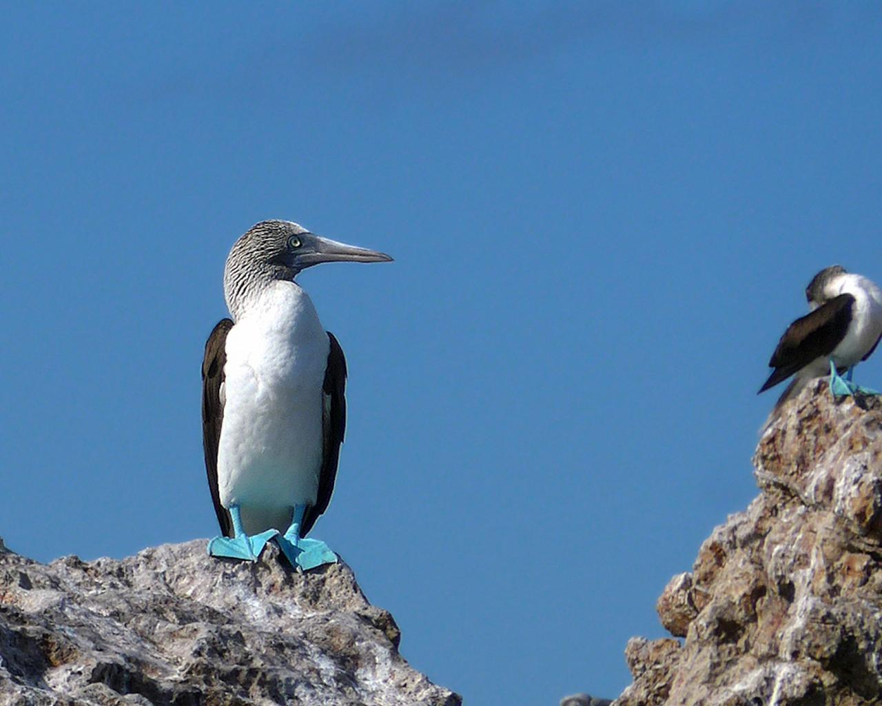 Blue-footed Booby, Mexico Birding & Nature, Pacific Mexico Tour, Naturalist Journeys Tour, Naturalist Journeys Birding & Nature Tour