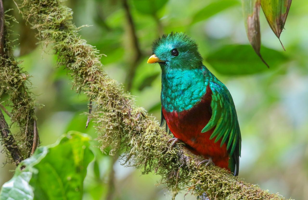 Resplendent Quetzal, Costa Rica, Costa Rica Birding Tour, Costa Rica Nature Tour, Winter Costa Rica Tour, Naturalist Journeys