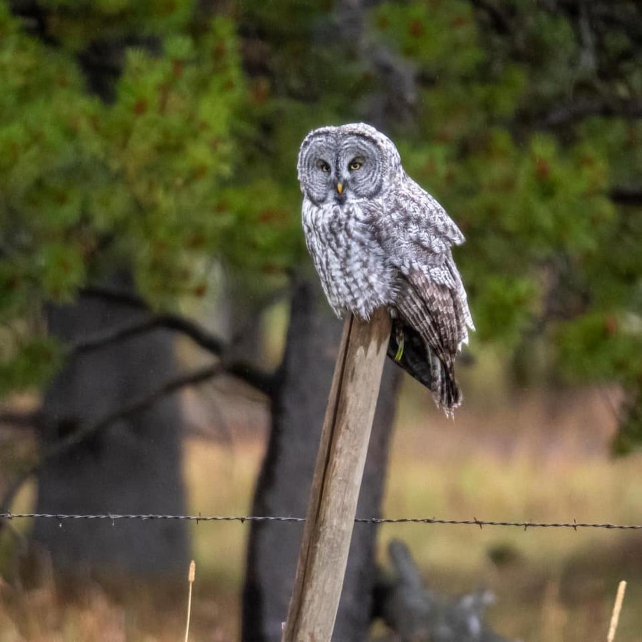 Great Gray Owl, Yellowstone, Yellowstone National Park, Yellowstone Nature Tour, Yellowstone Wildlife Tour, Yellowstone Birding Tour, Naturalist Journeys