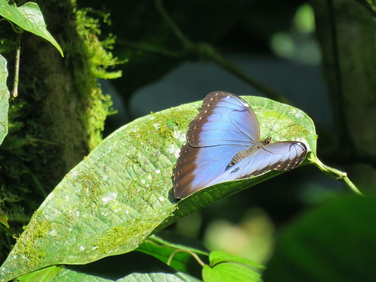 Blue Morpho, Panama, Panama Natural History Tour, Naturalist Journeys, Panama Bio Diversity