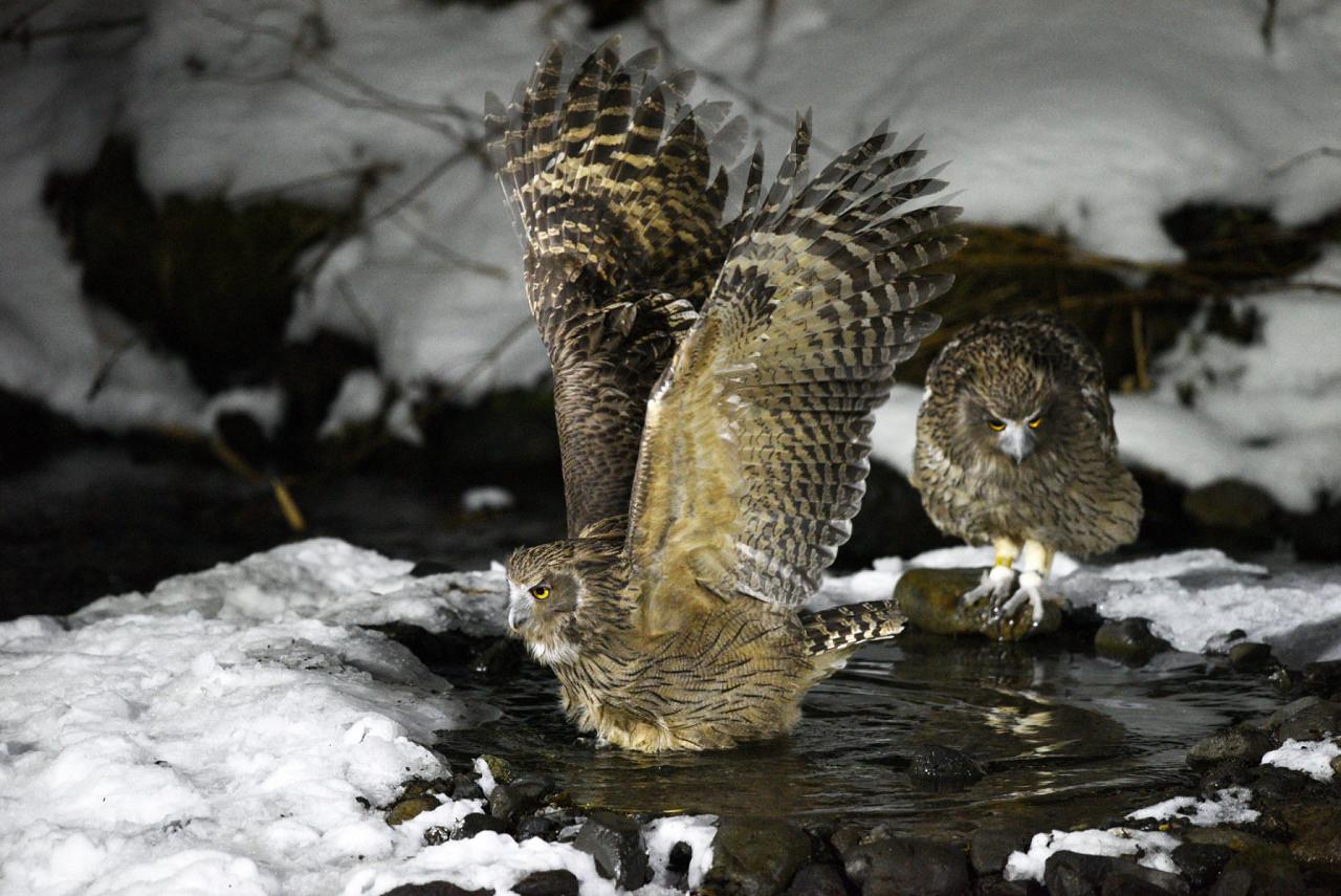 Blakiston's Fish Owl, Japan tour, Japanese nature tour, snow monkeys, Japan birding, Japan Birding & nature, Naturalist Journeys 