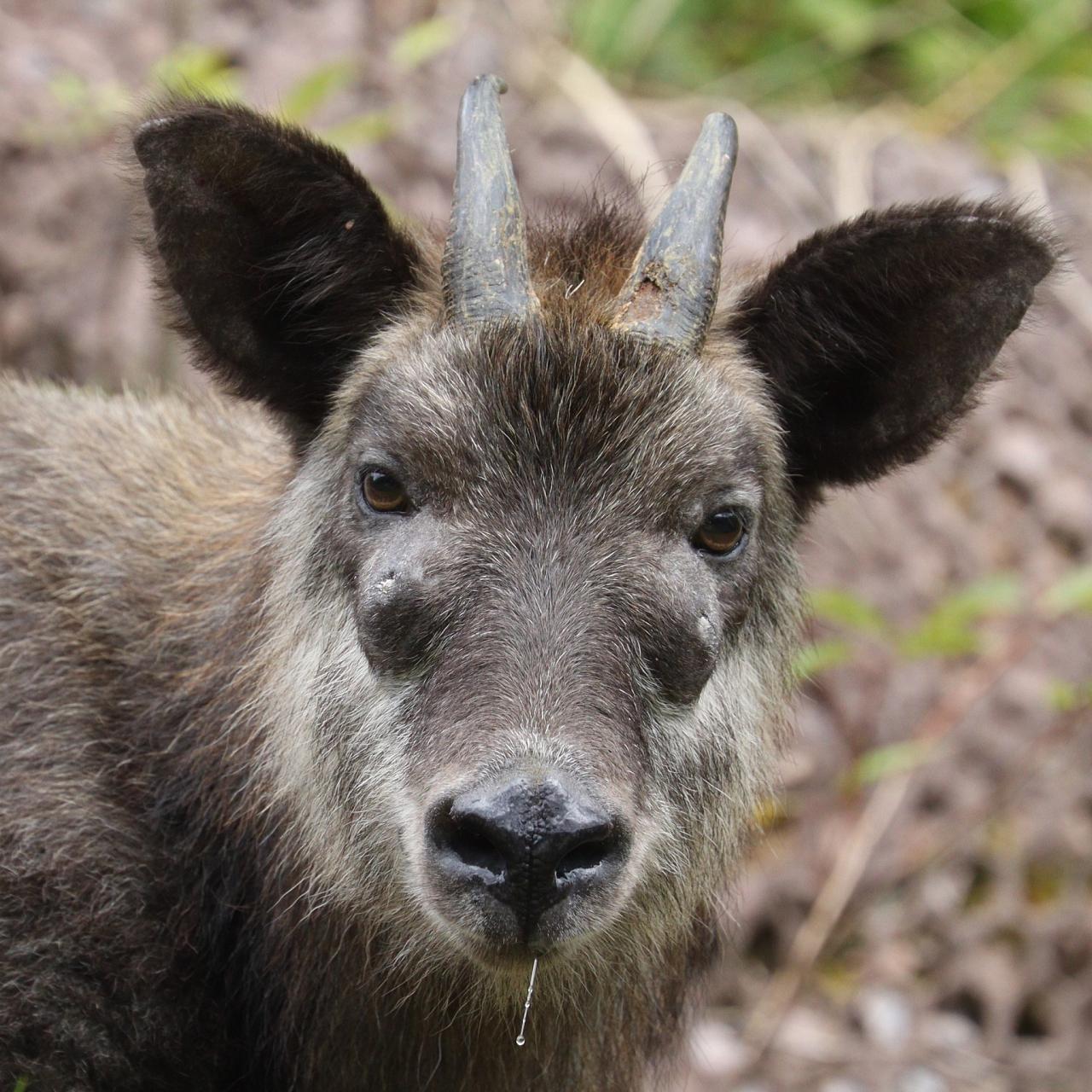 Japanese Serow by Alpsdake via Creative Commons, Japan tour, Japanese nature tour, snow monkeys, Japan birding, Japan Birding & nature, Naturalist Journeys 