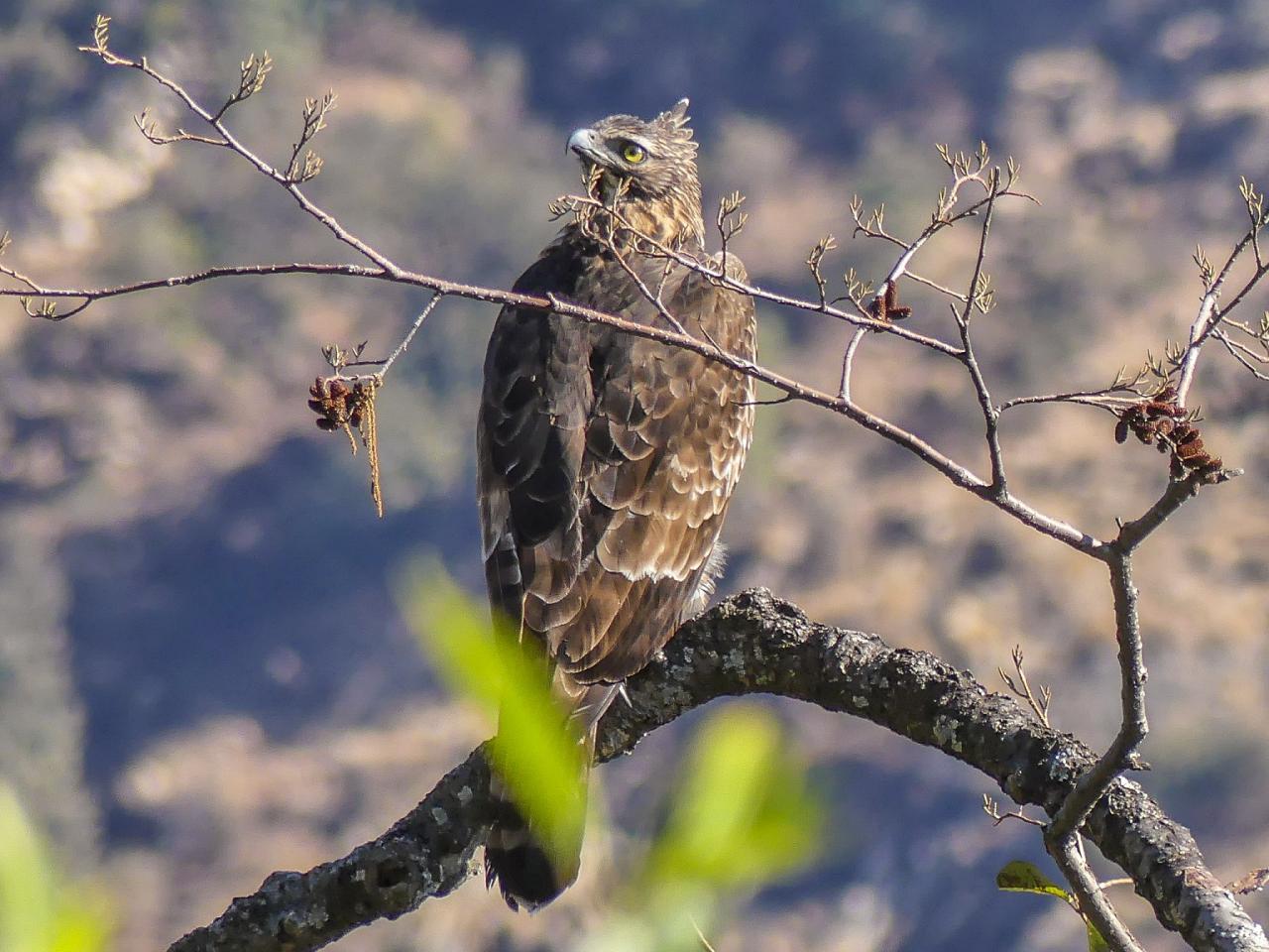 Mountain Hawk-eagle by Mike Prince via Wikimedia Commons, Japan tour, Japanese nature tour, snow monkeys, Japan birding, Japan Birding & nature, Naturalist Journeys 