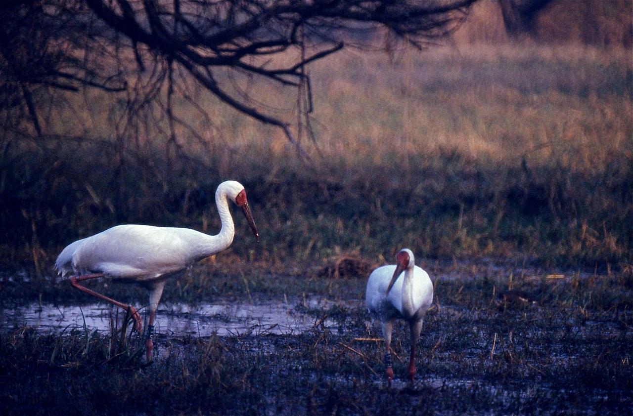 Siberian Cranes by Bernard Dupont, Japan tour, Japanese nature tour, snow monkeys, Japan birding, Japan Birding & nature, Naturalist Journeys 