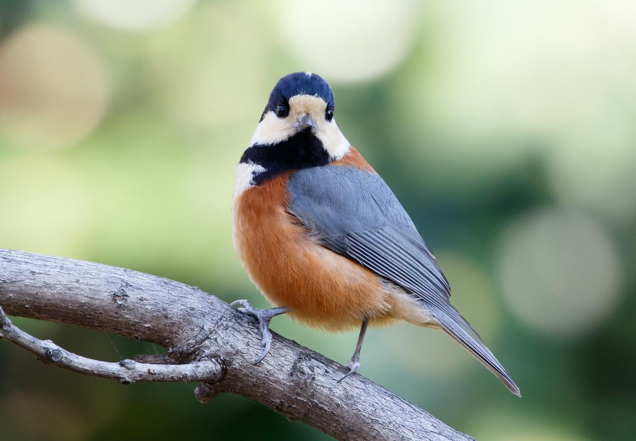 Varied Tit by Laitche via Creative Commons Japan tour, Japanese nature tour, snow monkeys, Japan birding, Japan Birding & nature, Naturalist Journeys 