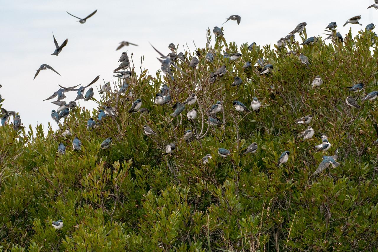 Cape May, Cape May Migration, Fall Migration, Fall Migration Tour, Cape May Birding Tour, Naturalist Journeys