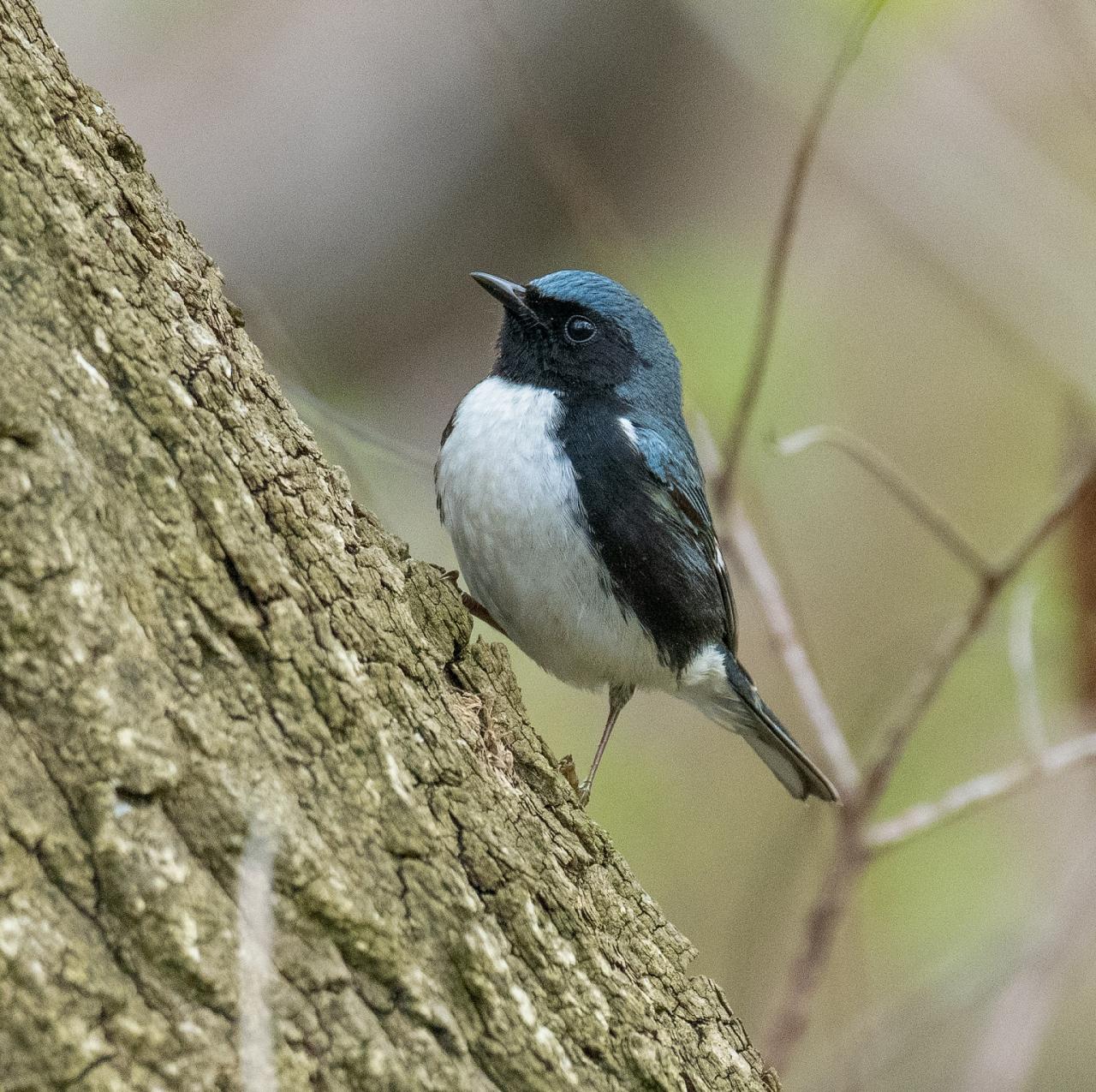 Black-throated Blue Warbler,Cape May, Cape May Migration, Fall Migration, Fall Migration Tour, Cape May Birding Tour, Naturalist Journeys