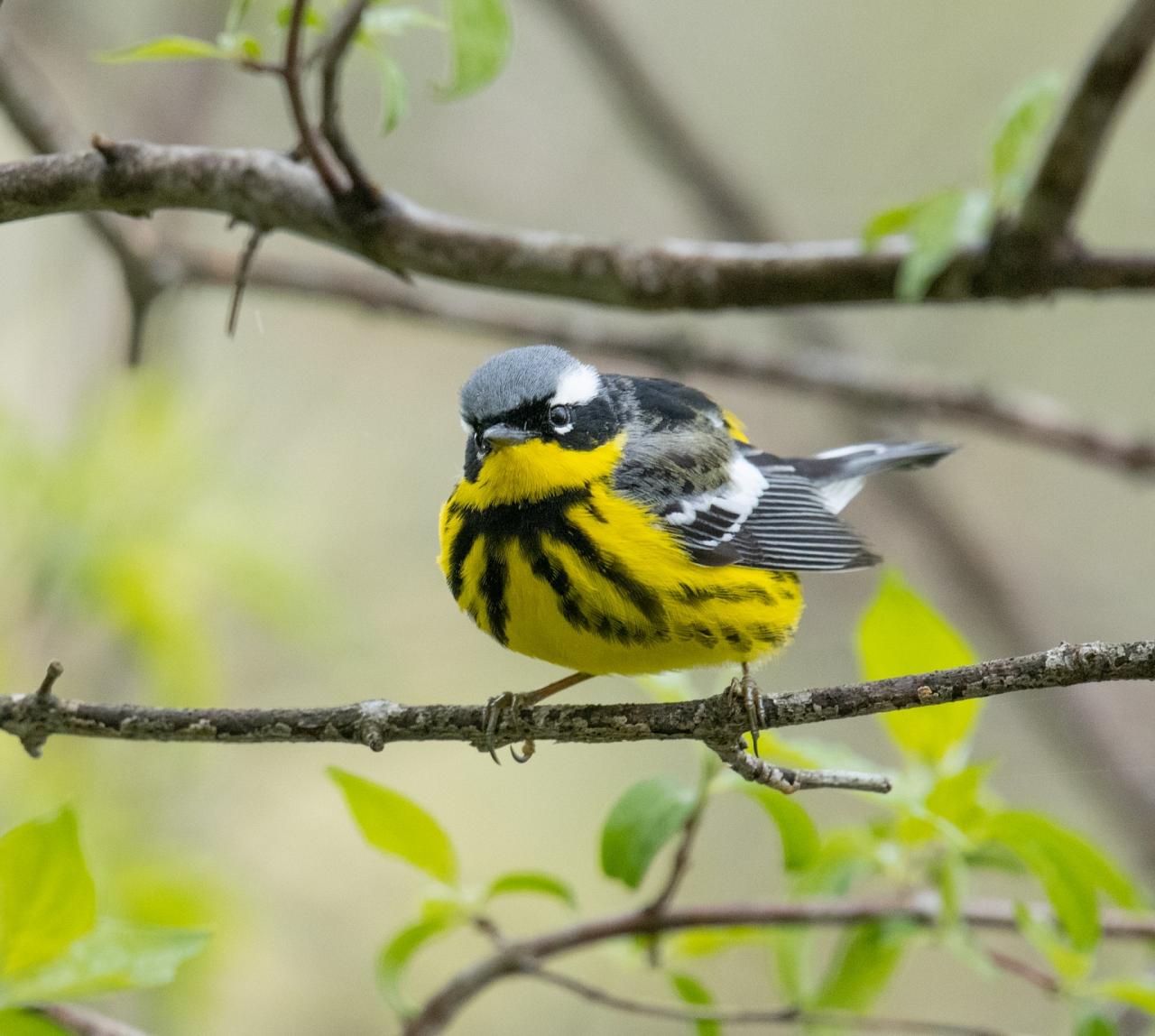 Magnolia Warbler, Cape May, Cape May Migration, Fall Migration, Fall Migration Tour, Cape May Birding Tour, Naturalist Journeys