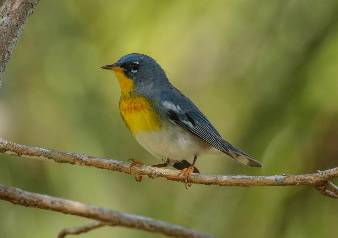 Northern Parula, Cape May, Cape May Migration, Fall Migration, Fall Migration Tour, Cape May Birding Tour, Naturalist Journeys