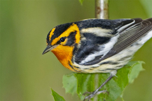 Blackburnian Warbler, Ohio, Spring Migration, Maumee Bay, Oak Openings, Spring Migration Tour, Migration Tour, Naturalist Journeys 