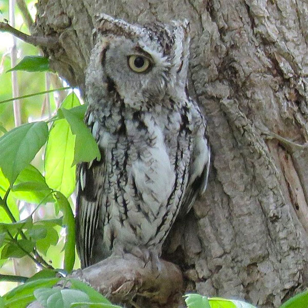 Eastern Screech-Owl, Ohio, Spring Migration, Maumee Bay, Oak Openings, Spring Migration Tour, Migration Tour, Naturalist Journeys 