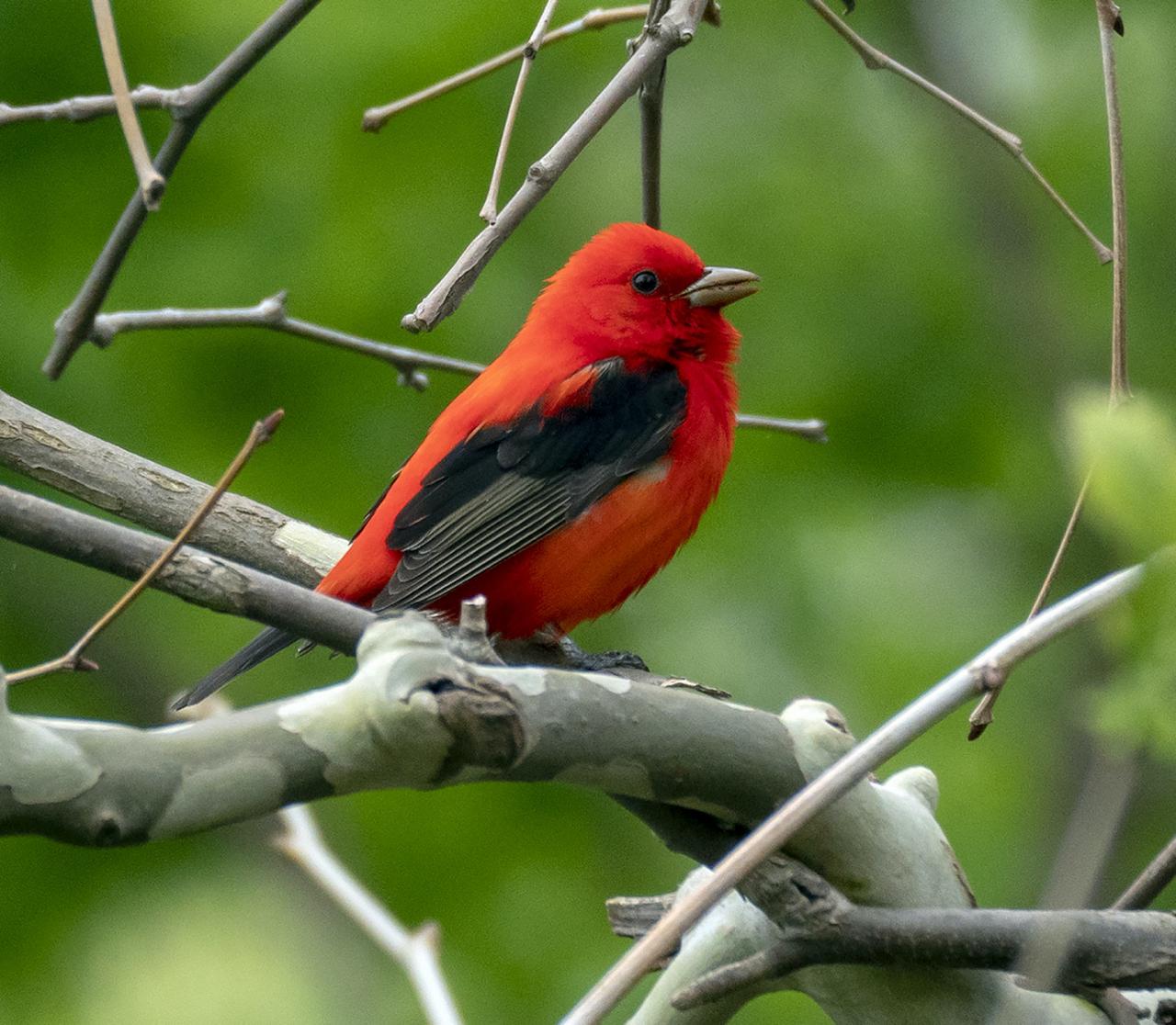 Scarlet Tanager, Ohio, Spring Migration, Maumee Bay, Oak Openings, Spring Migration Tour, Migration Tour, Naturalist Journeys