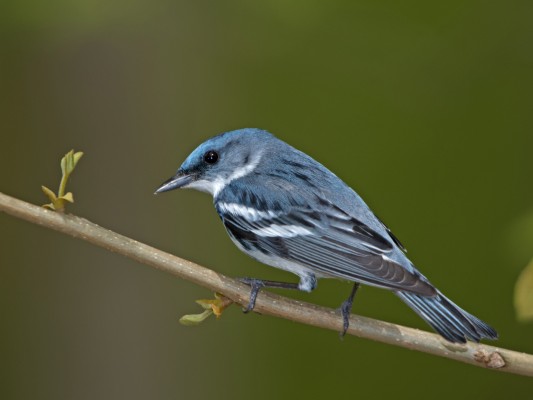 Cerulean Warbler, Ohio, Spring Migration, Maumee Bay, Oak Openings, Spring Migration Tour, Migration Tour, Naturalist Journeys