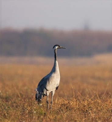 Common Crane, Finland Birding Tour, Finland Nature Tours, Naturalist Journeys, Europe Birding, Norway, Norway Birding Tour