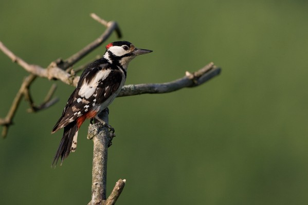 Great Spotted Woodpecker, Finland Birding Tour, Finland Nature Tours, Naturalist Journeys, Europe Birding, Norway, Norway Birding Tour
