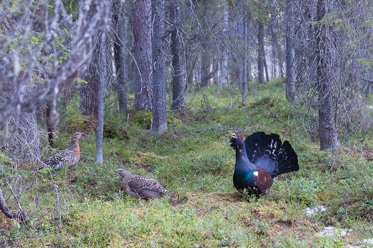 Capercaillie, Finland Birding Tour, Finland Nature Tours, Naturalist Journeys, Europe Birding, Norway, Norway Birding Tour