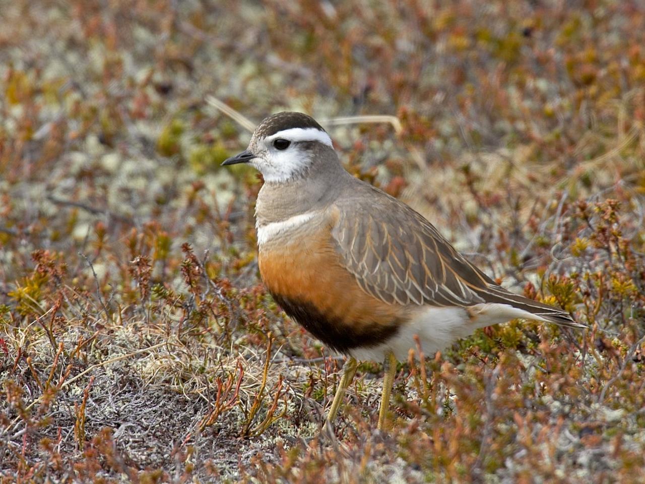 Dotterel, Finland Birding Tour, Finland Nature Tours, Naturalist Journeys, Europe Birding, Norway, Norway Birding Tour