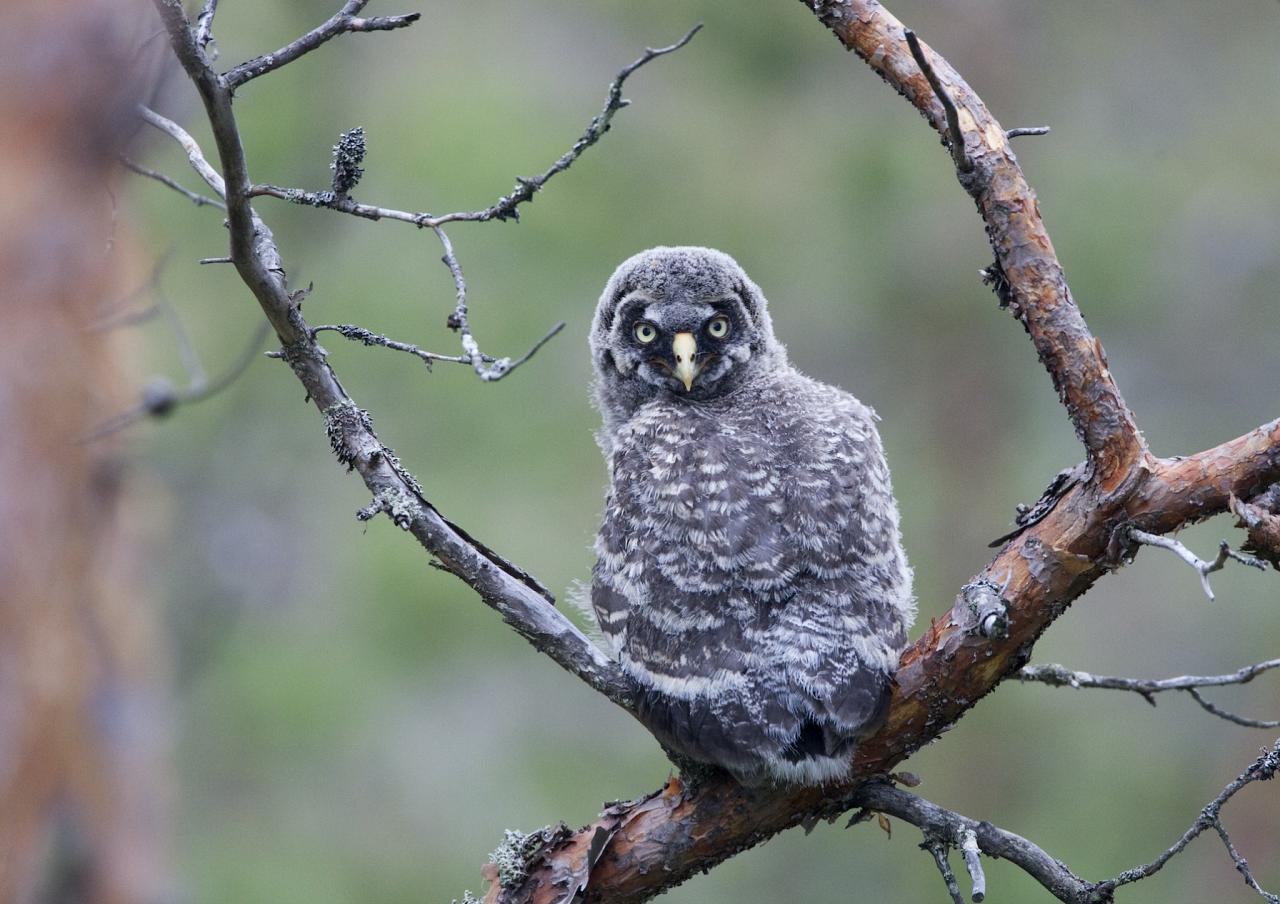 Great Gray Owl, Finland Birding Tour, Finland Nature Tours, Naturalist Journeys, Europe Birding, Norway, Norway Birding Tour