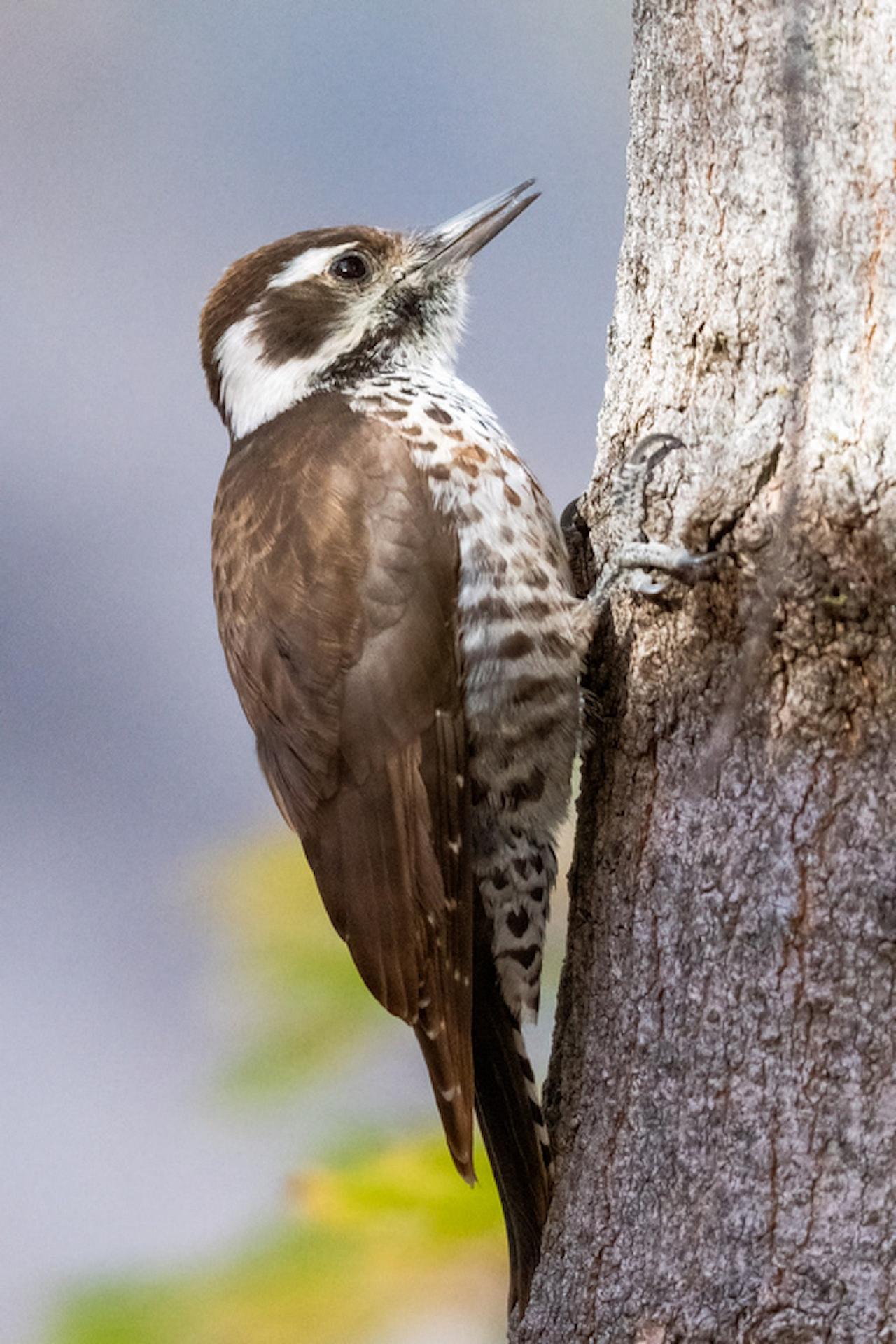 Arizona Woodpecker, Southeast Arizona, Arizona, Arizona Nature Tour, Arizona Birding Tour, Naturalist Journeys Photo-Friendly