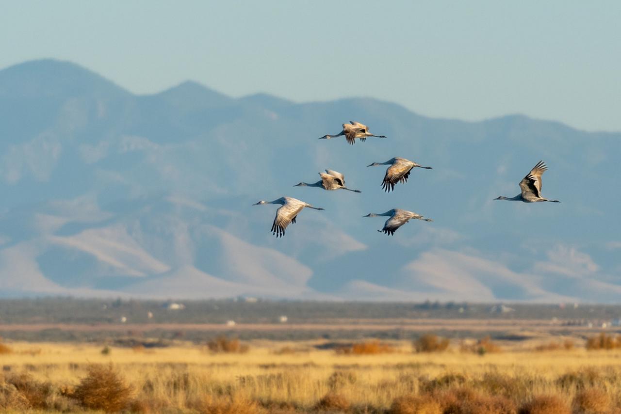 Sandhill Cranes, Southeast Arizona, Arizona, Arizona Nature Tour, Arizona Birding Tour, Naturalist Journeys Photo-Friendly