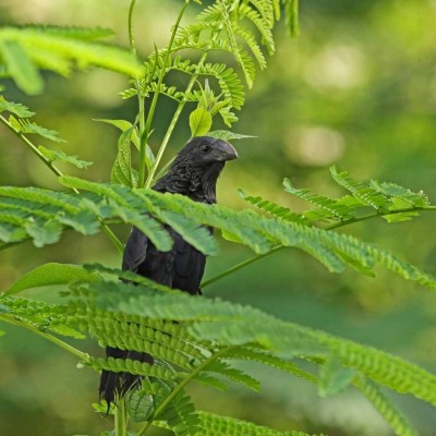 Smooth-billed Ani, Belize, Belize Birding Tour, Belize Nature Tour, Winter Belize Tour, Naturalist Journeys
