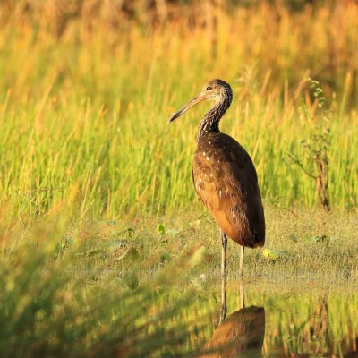Limpkin, Belize Birding Tour, Belize Nature Tour, Fall Belize Tour, Naturalist Journeys