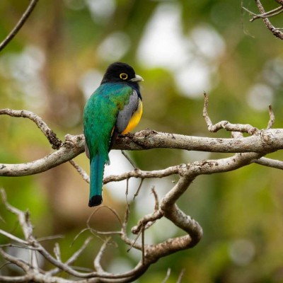 Gartered Trogon, Belize, Belize Birding Tour, Belize Nature Tour, Winter Belize Tour, Naturalist Journeys