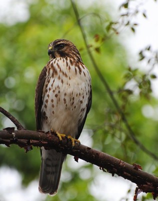 Broad-winged Hawk, Cape May, Fall Migration Tour, Birding Migration Tour, Naturalist Journeys