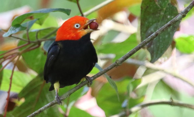Red-capped Manakin, Guatemala, Guatemala Nature Trip, Guatemala Birding Trip, Tikal Nature Tour, Tikal Birding Tour, Naturalist Journeys