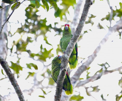 Red-lored Parrot, Guatemala, Guatemala Nature Trip, Guatemala Birding Trip, Tikal Nature Tour, Tikal Birding Tour, Naturalist Journeys