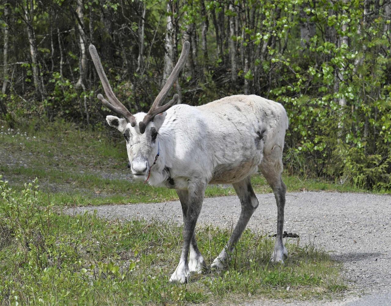 Reindeer, Caribou, Finland, European Wildlife, Guided Nature Tour, Naturalist Journeys