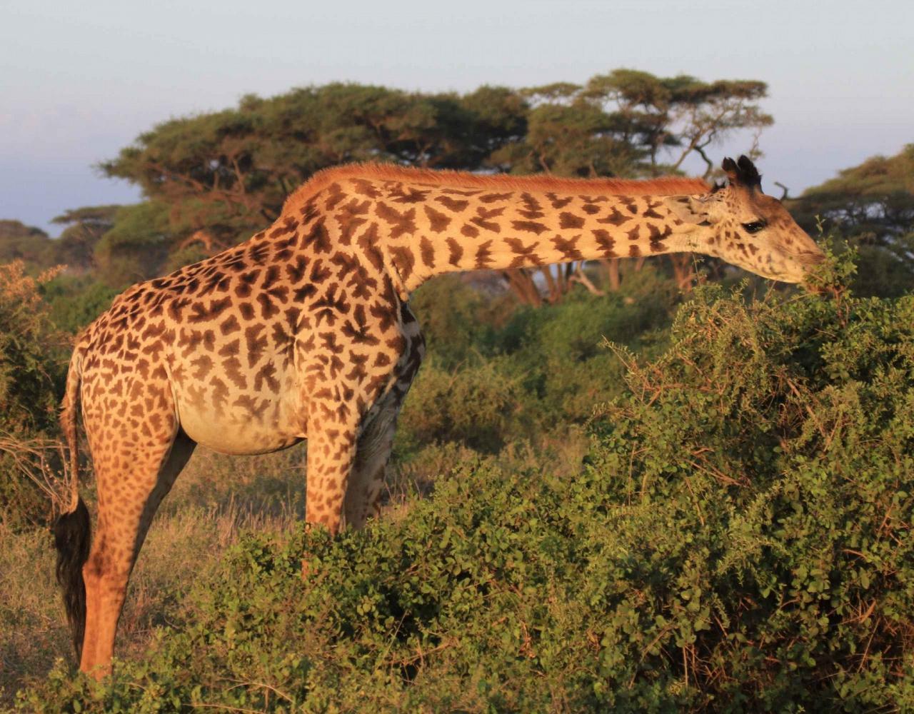 Giraffe, Tanzania, African Safari, Guided Nature Tour, Naturalist Journeys