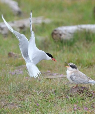 Arctic Terns, Scotland birding, Ireland, Birdwatching, United Kingdom birds, Guided Nature Tour, Naturalist Journeys