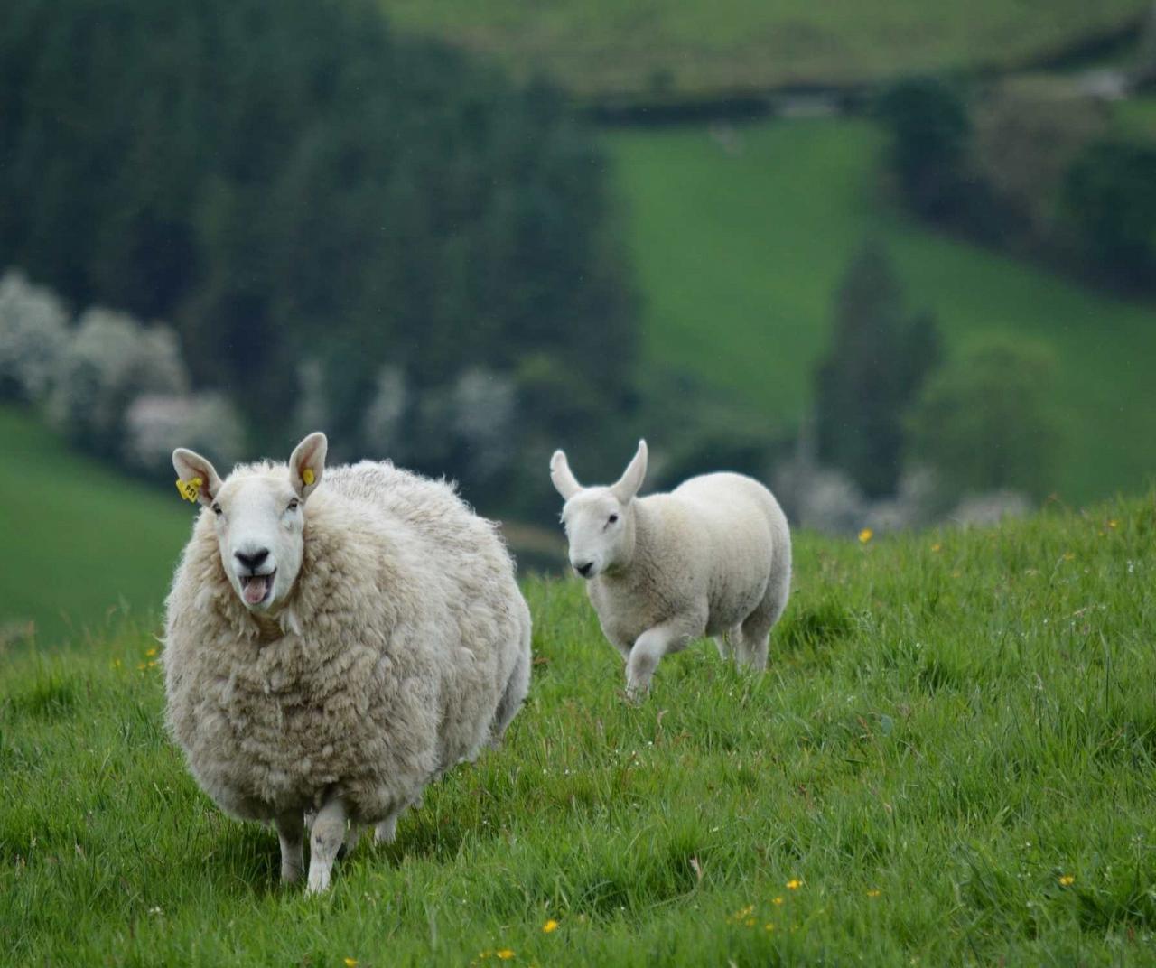 Sheep, Scotland birding, Ireland, Birdwatching, United Kingdom birds, Guided Nature Tour, Naturalist Journeys