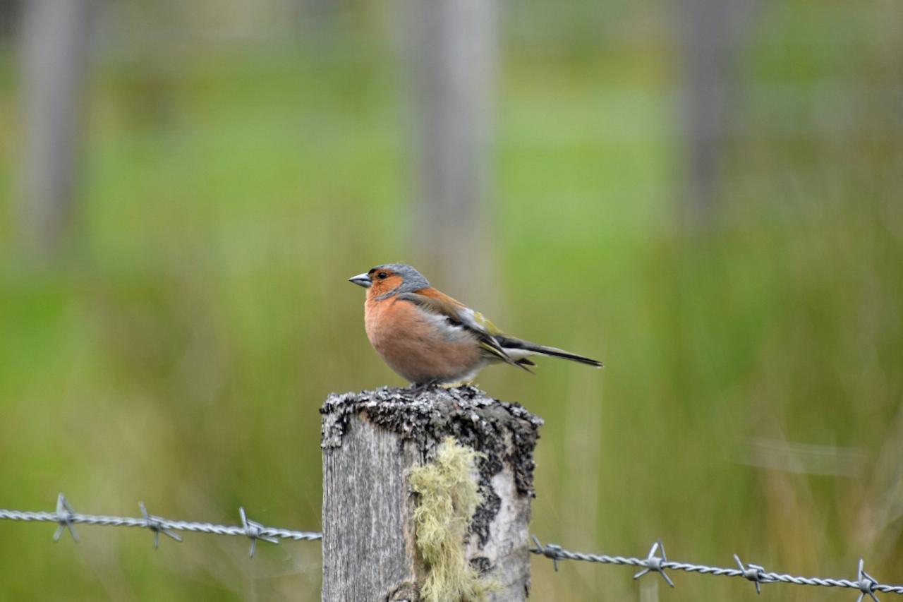 Chaffinch, Scotland, Scottish Highlands, Scottish Islands, Scotland Birding Tour, Scotland Nature Tour, Naturalist Journeys