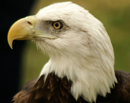 Bald Eagle, South Florida, Naturalist Journeys, Florida Birding Tour