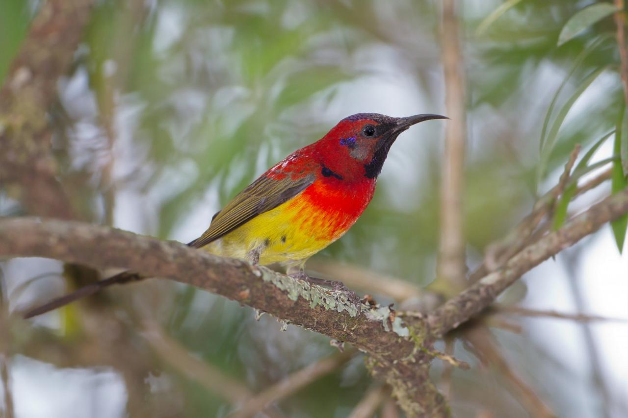 Bhutan Birding and Nature Tour, Bhutan Wildlife Tour, Naturalist Journeys Bhutan Birding and Wildlife Tour
