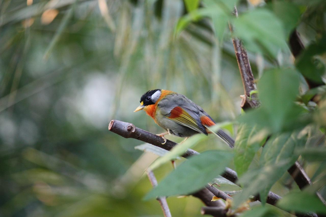Bhutan Birding and Nature Tour, Bhutan Wildlife Tour, Naturalist Journeys Bhutan Birding and Wildlife Tour