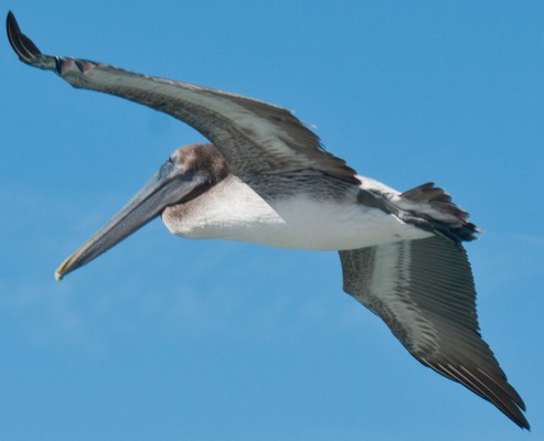 Brown Pelican, South Florida, Naturalist Journeys, Florida Birding Tour